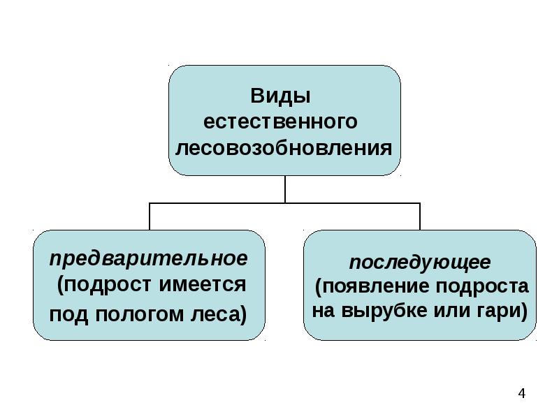 Проект мероприятий по содействию естественному лесовозобновлению