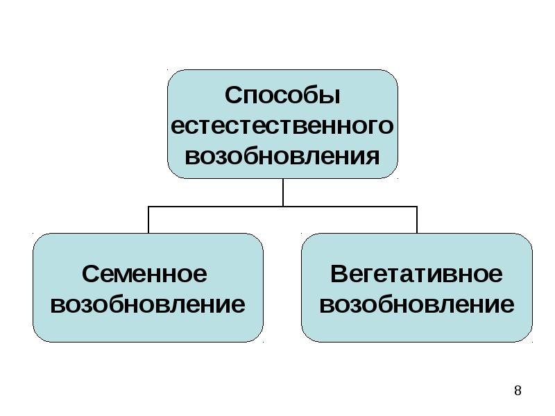 Проект мероприятий по содействию естественному лесовозобновлению