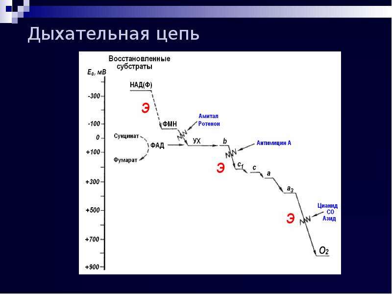 Процесс дыхания химия 7 класс презентация