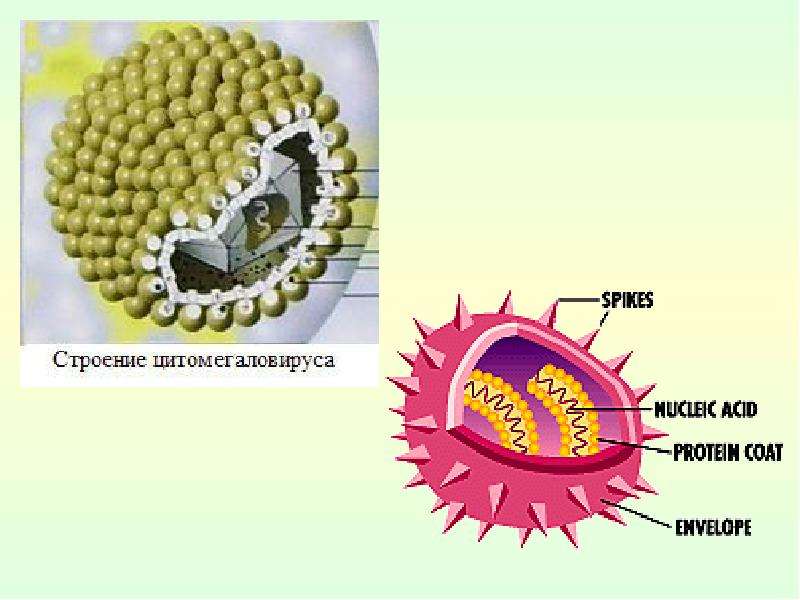 Цитомегаловирус микробиология презентация