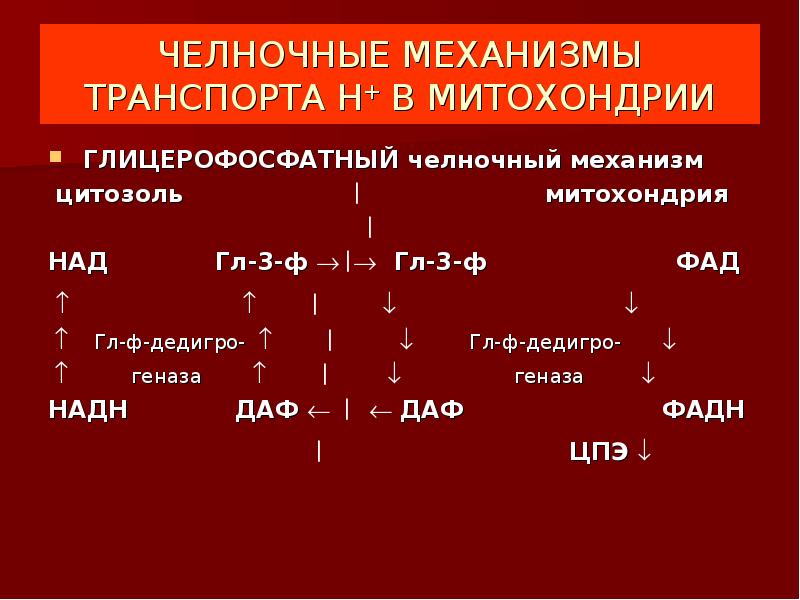 Схема глицерофосфатного челночного механизма