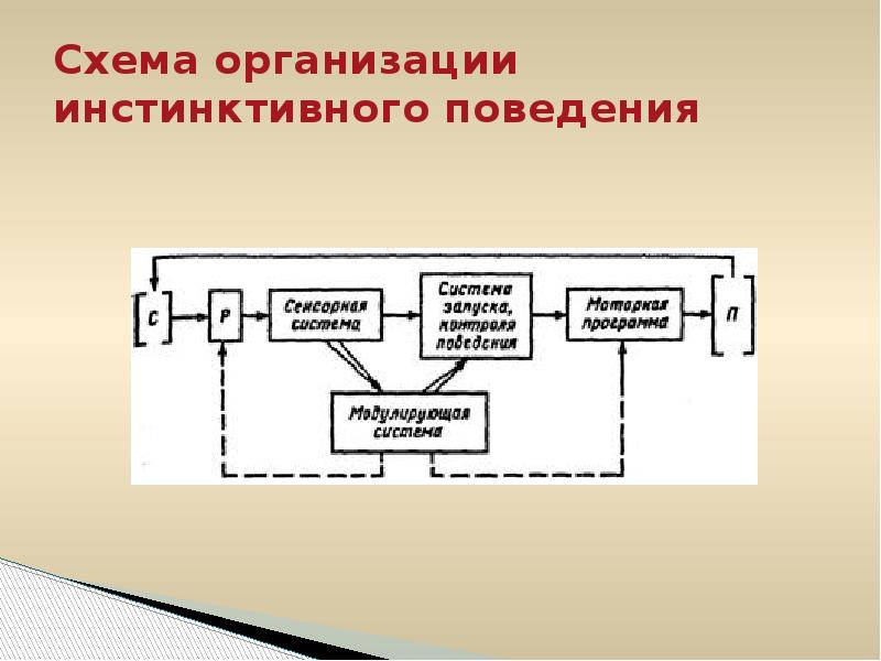 Схема инстинктивного акта