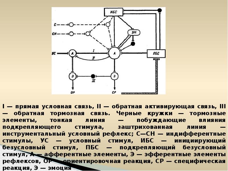 Условно отрицательный. Нейрофизиология презентация.