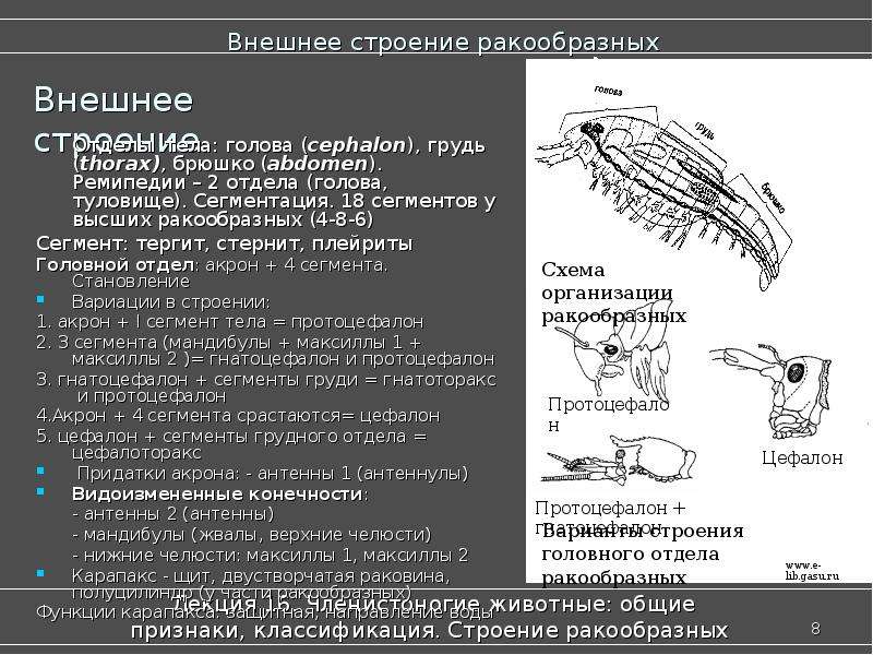 Признаки членистоногих животных