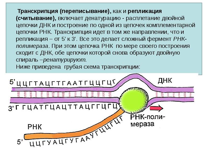 Каким номером на рисунке обозначен продукт транскрипции