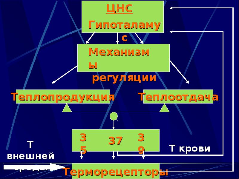 Регуляция теплоотдачи. Механизм теплопродукций и ее регуляции. Механизмы регуляции пано. Механизм регуляции СОЭ. Объяснить механизм теплопродукции и его регуляция.