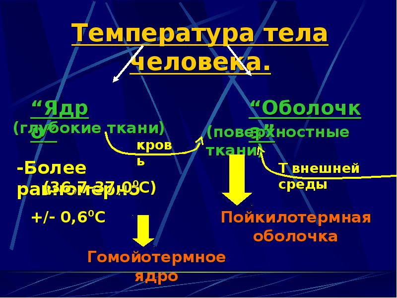 Проект температура тела