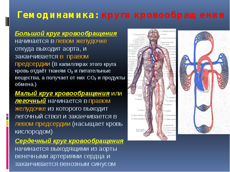 Большой круг кровообращения начинается и заканчивается