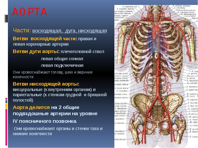 Левая аорта. Плечеголовной ствол анатомия ветви. Ветви дуги аорты области их кровоснабжения. Ветви аорты анатомия. Плечеголовной ствол и Сонная артерия.