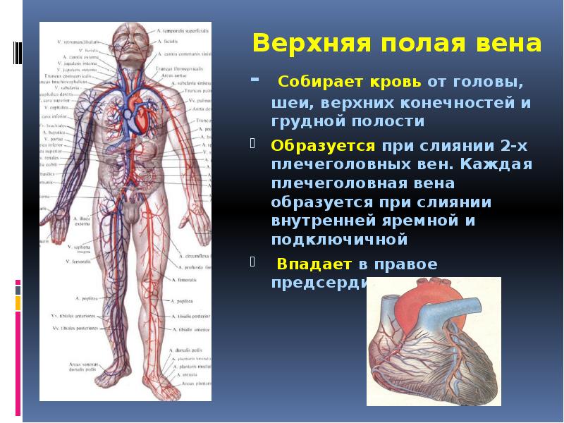 Нижняя полая вена образуется при слиянии