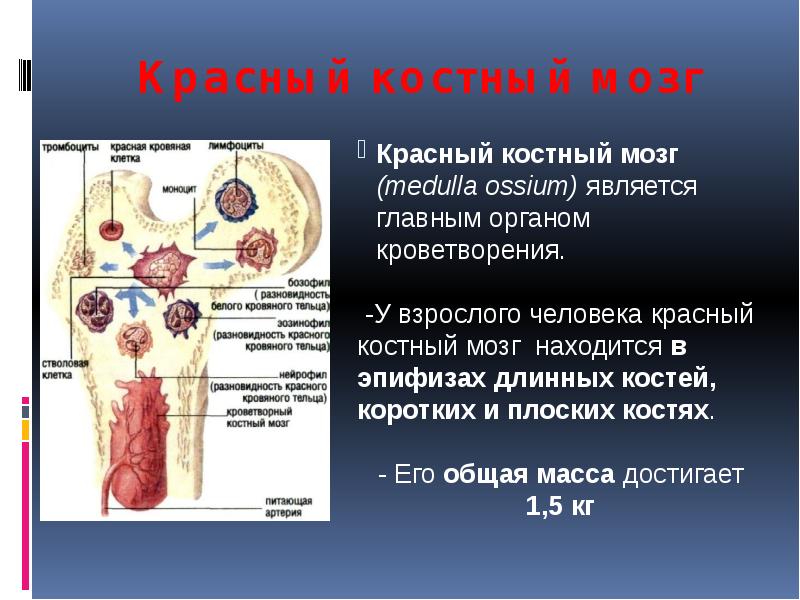 Заполнена красным костным мозгом. Гемопоэтические клетки красного костного мозга гистология. Красный костный мозг гематология. Красный костный мозг строение. Синусоиды красного костного мозга.