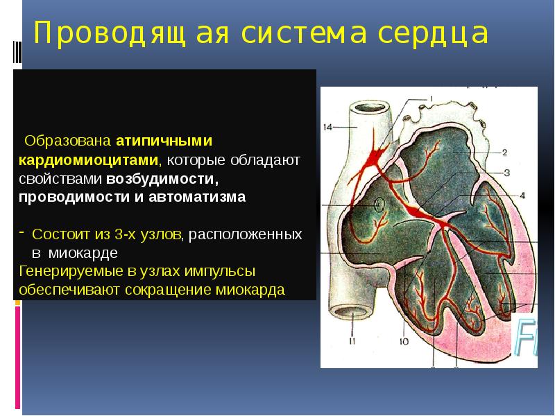 В состав проводящей системы входят. Проводящая система сердца. Узлы и пучки проводящей системы сердца.