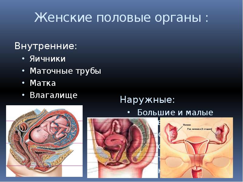 Картинка женской половой системы