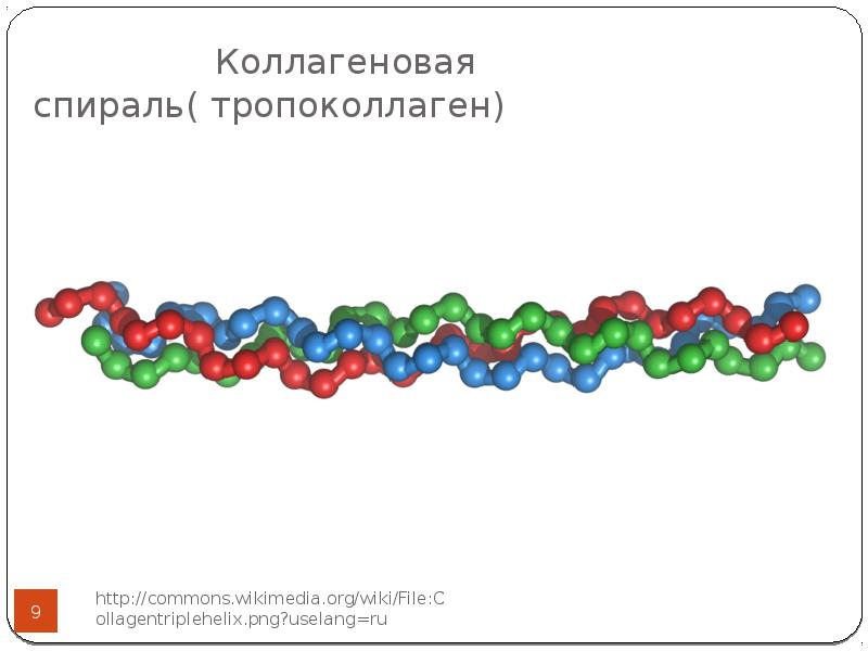 Синтез коллагена презентация