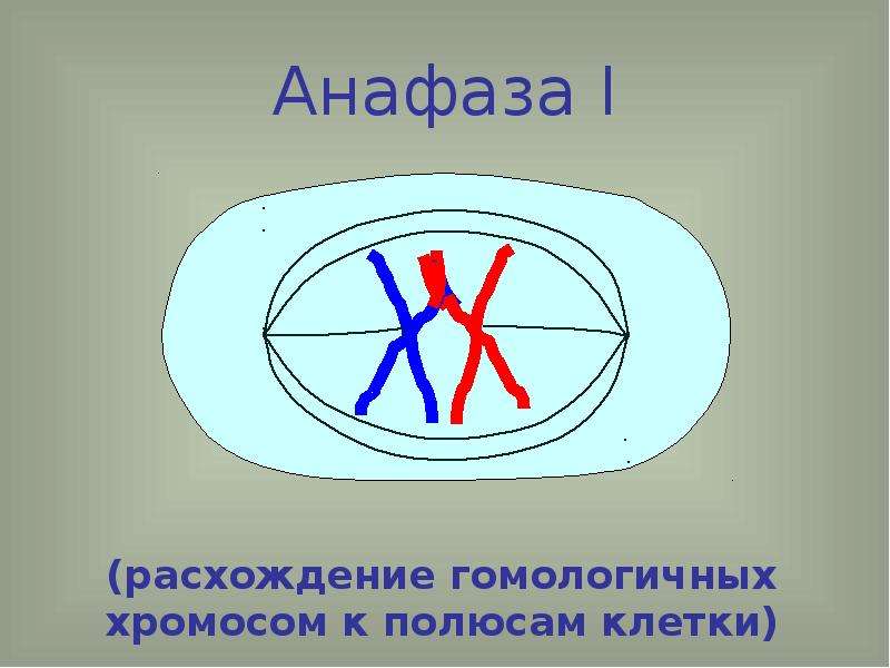 Расхождение хромосом к полюсам клетки фаза