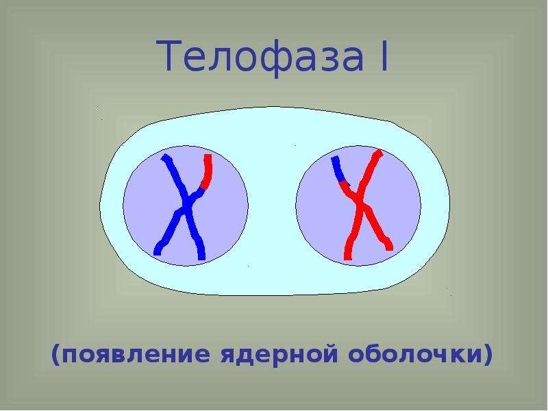 Процесс телофазы. Телофаза мейоза 1. Телофаза. Возникновение ядерной мембраны. Перед телофазой.