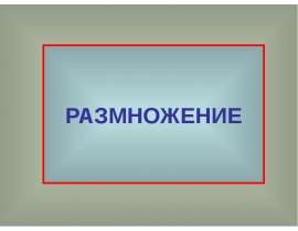Размножение