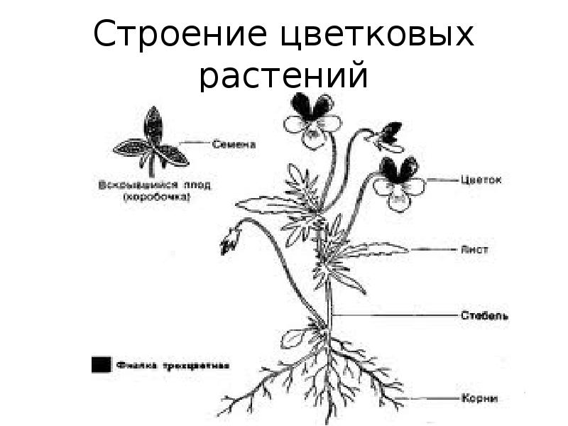 Части цветка рисунок