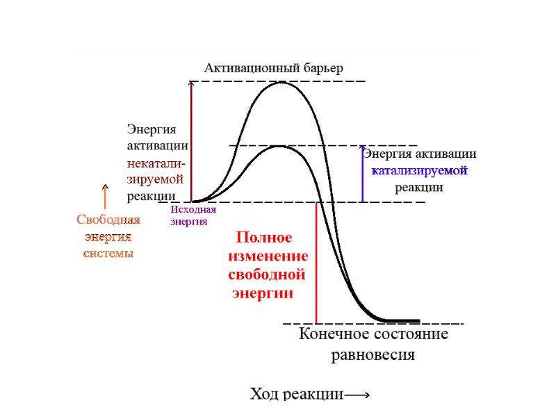 Ферменты фото для презентации