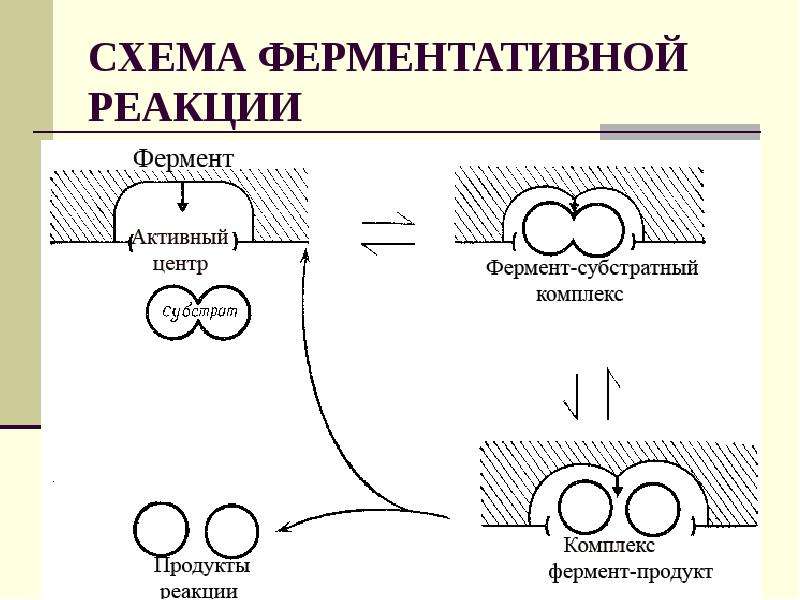 Схема анри ферменты