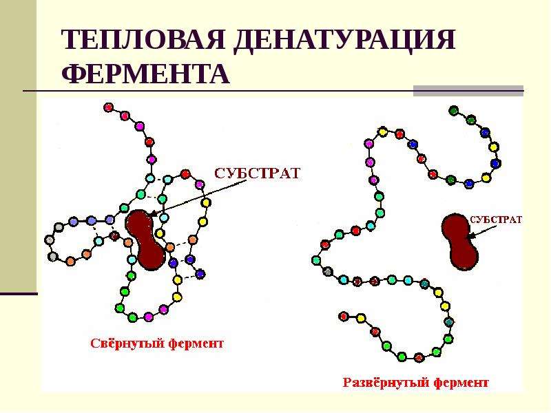 Ферменты витамины презентация по химии