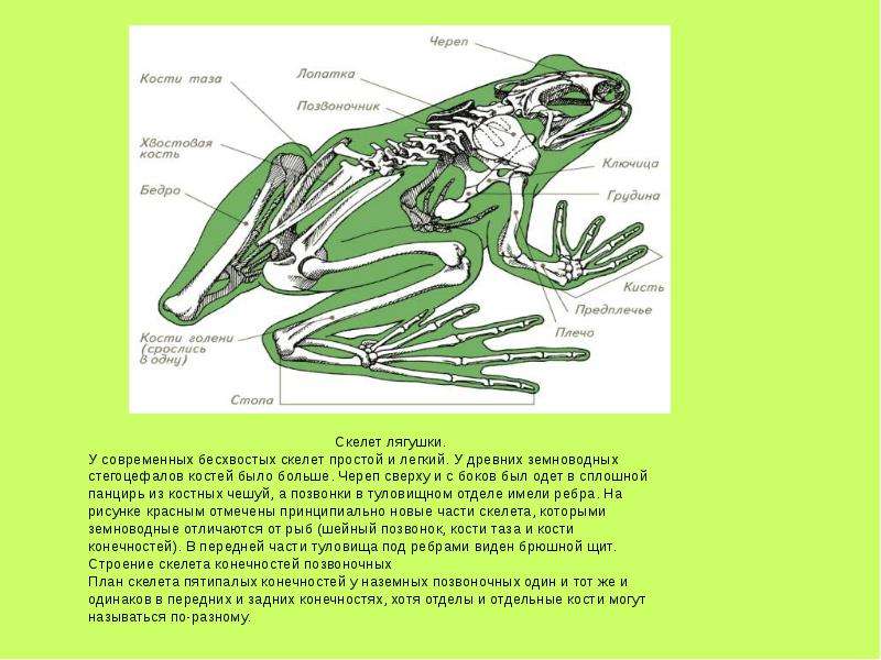 Схема строения конечностей наземного позвоночного