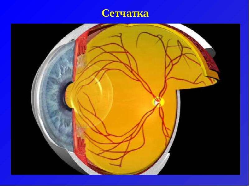 Физиология органа зрения. Сетчатка. Анимация орган зрения. Глиальные клетки сетчатки.