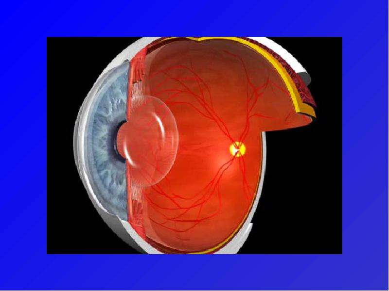 Анатомия и физиология органа зрения. Физиология органа зрения. Острая зрения физиология. Морфофизиология зрения. 1.Физиология органа зрения unidentified.