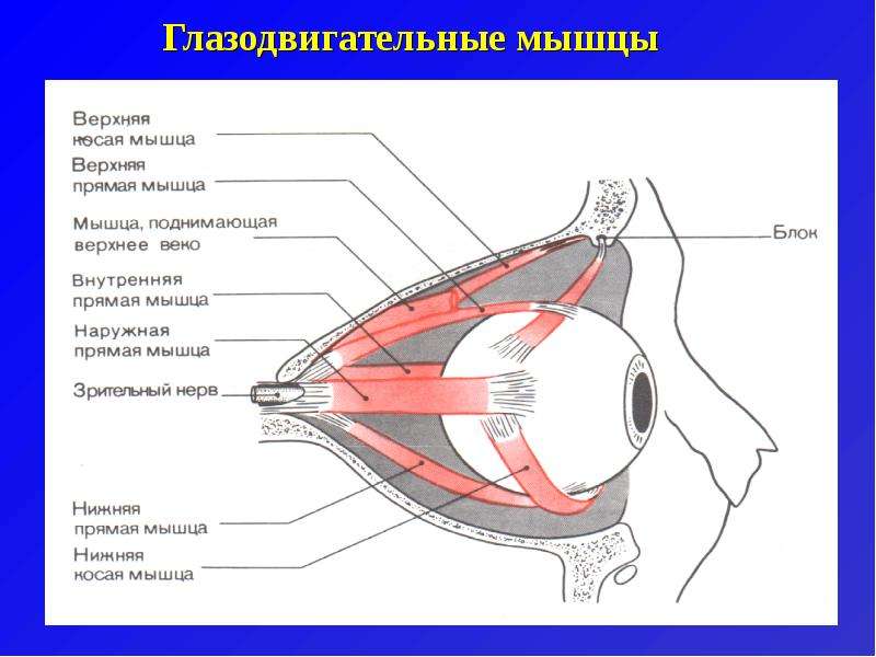 Глазные мышцы. Глазодвигательные мышцы глаза функции. Иннервация глазодвигательных мышц схема. Иннервация мышц глаза анатомия. Анатомия глазодвигательного аппарата.