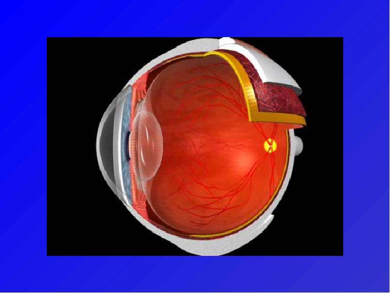 Исследование органа зрения. Физиология органа зрения. Анатомия и физиология органа зрения. Анимация орган зрения. Сенсорные клетки органа зрения.