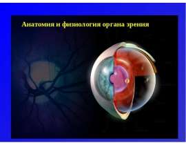 Анатомия и физиология органа зрения