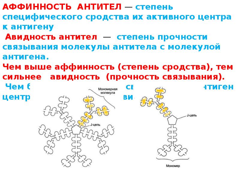 Антитела презентация иммунология