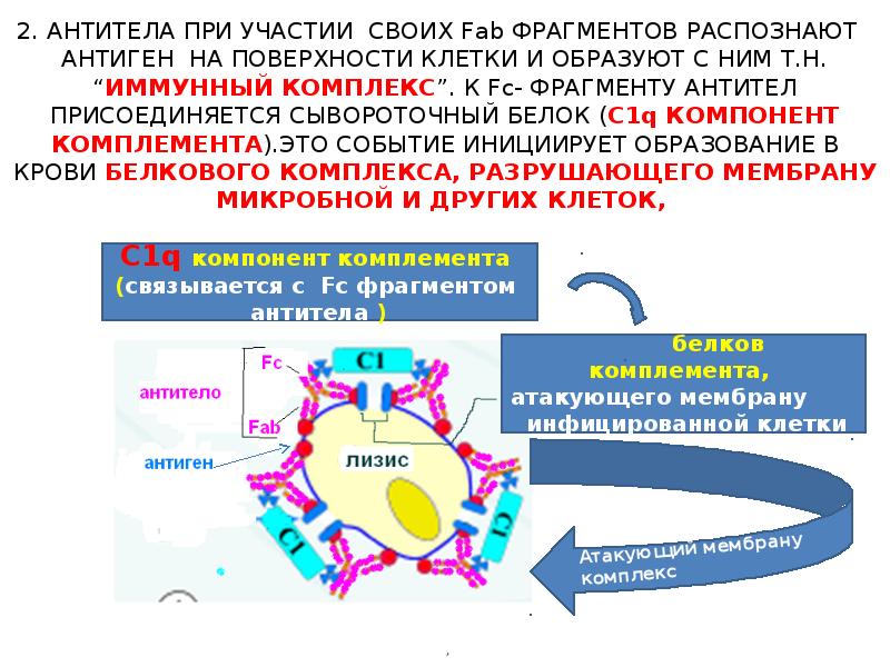 Антитела при склеродермии