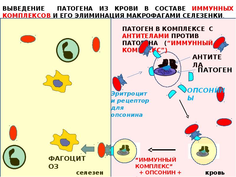 1 группа крови антигены и антитела
