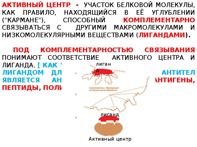 Центры белков. Функции активного центра антител. Активный центр антигена. Антитела комплементарность. Комплементарность антитела и антигена.