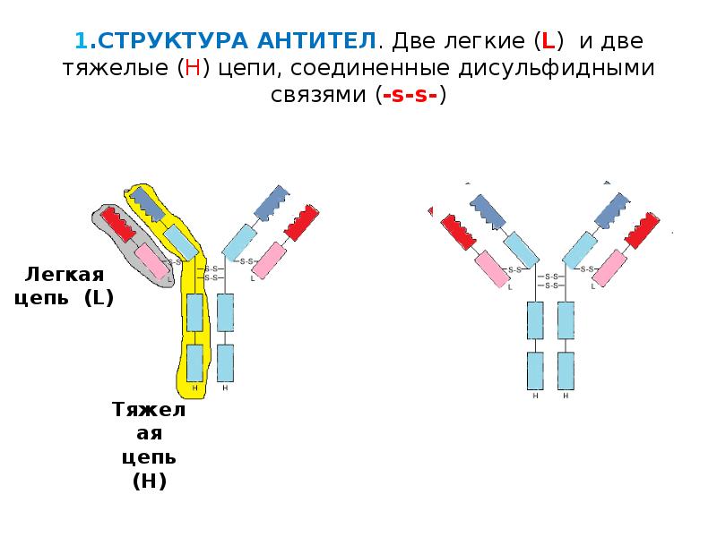 Антитела содержат. Схема строения молекулы антитела LGG. Структура молекулы антитела. Структура антитела тяжелые цепи. Базовая структура антител.