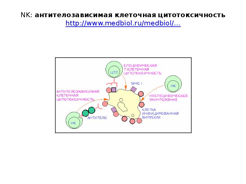 Антигены и антитела микробиология презентация