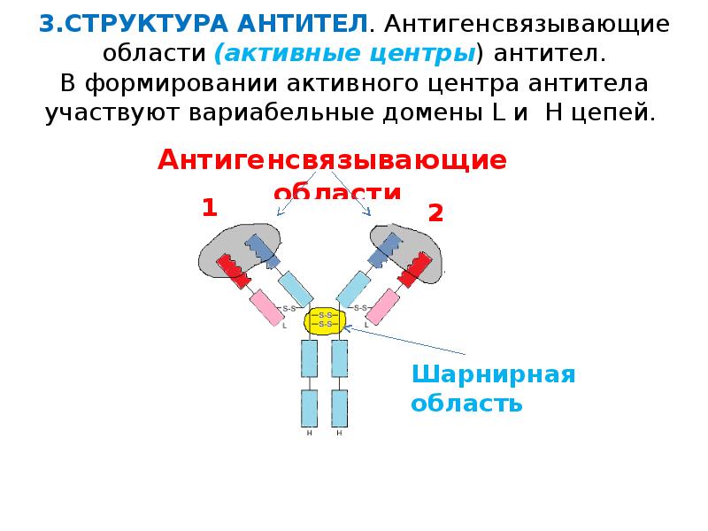 Антитела к структурному белку