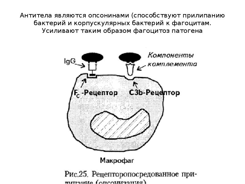 Антитела стань. Механизмы ускользания бактерий от фагоцитоза. Опсонинами являются. Прилипание антител бактерии. Какие антитела опсонины.