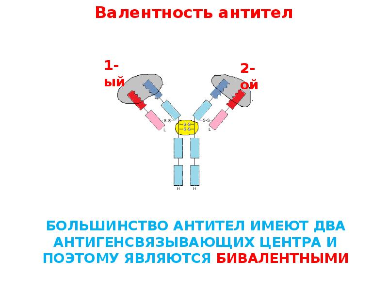 Определение антигена