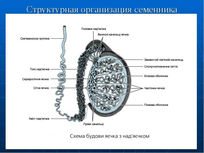 В состав какого органа входит изображенное на рисунке анатомическое образование