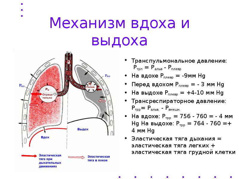 Схема вдоха и выдоха