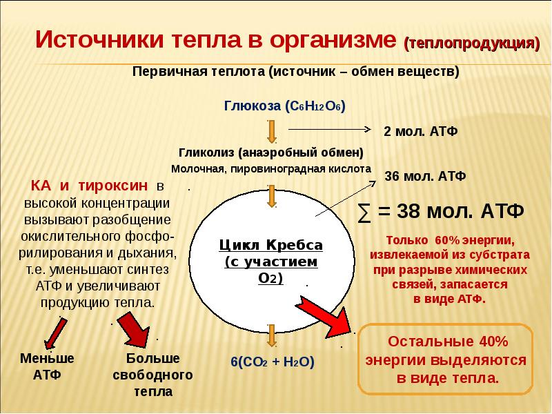 Тело источник. Тепловой баланс организма. Источники тепловой энергии. Тепловой баланс человека. Основной источник тепловой энергии.