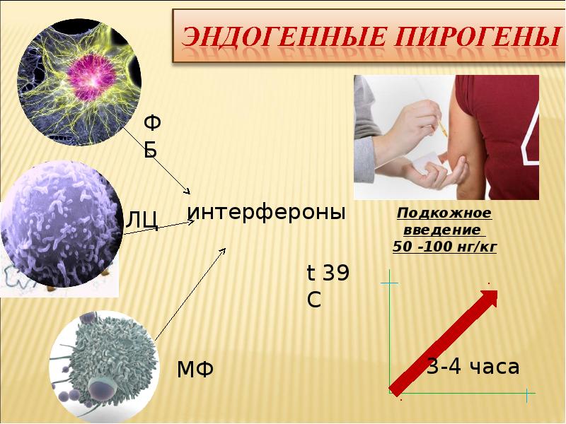 Пирогены. Эндогенный пироген. Эндогенные криогены. Пирогены картинки. Пирогены как выглядят.