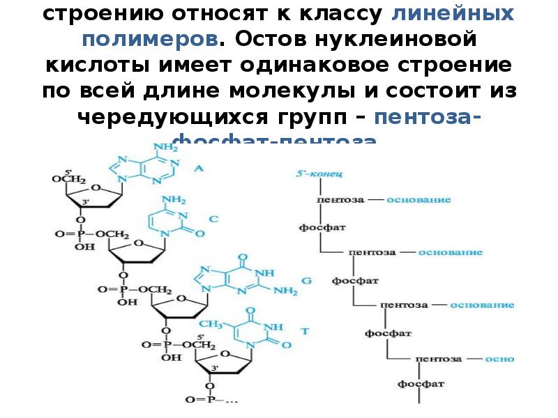 Строение нуклеиновых кислот биохимия презентация