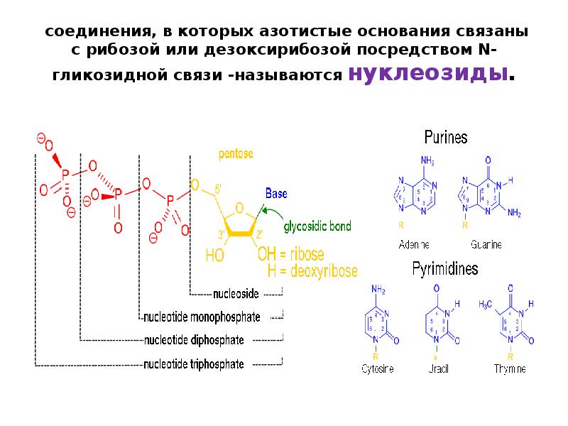Матричные нуклеиновые кислоты. Биосинтез нуклеиновых кислот. Таблица азотистых оснований. Биосинтез нуклеиновых оснований. Окисление азотистых оснований.