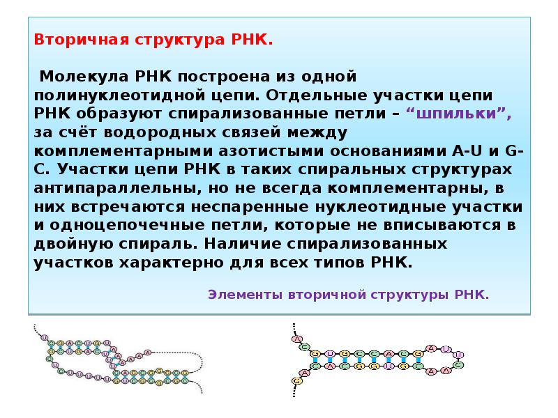 Описание молекул рнк. Вторичная структура РНК.