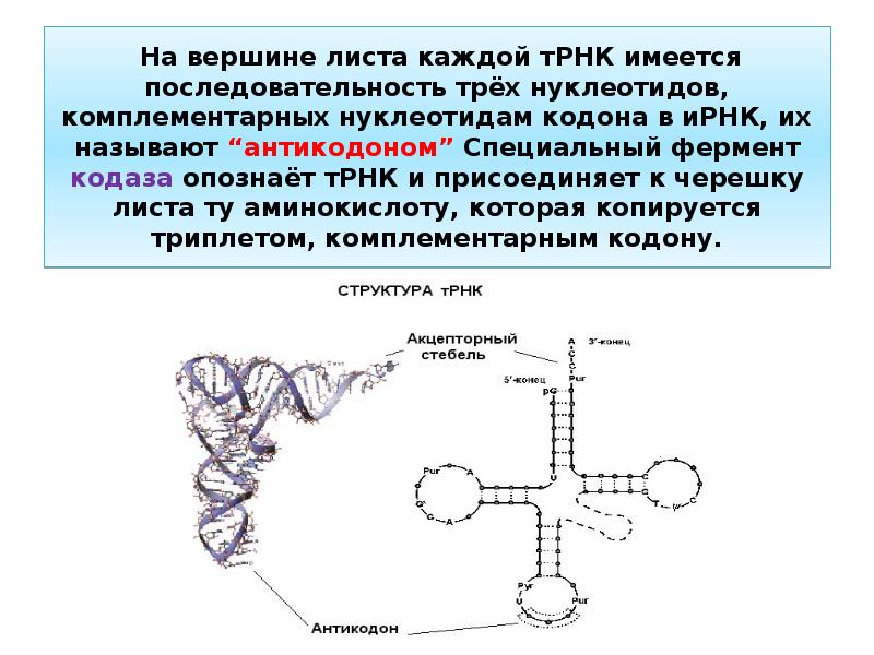 ТРНК. Антикодон т-РНК. ТРНК последовательность нуклеотидов. Кодоны т рнк