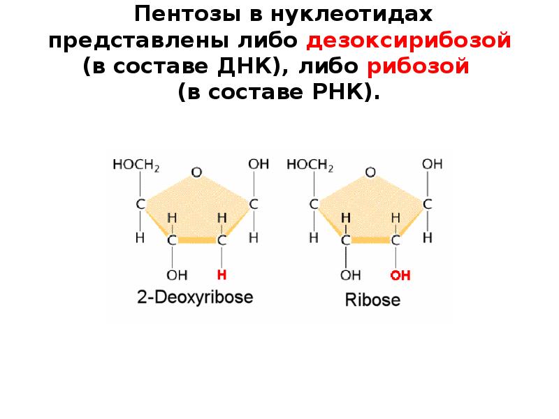 Замена нуклеотидов