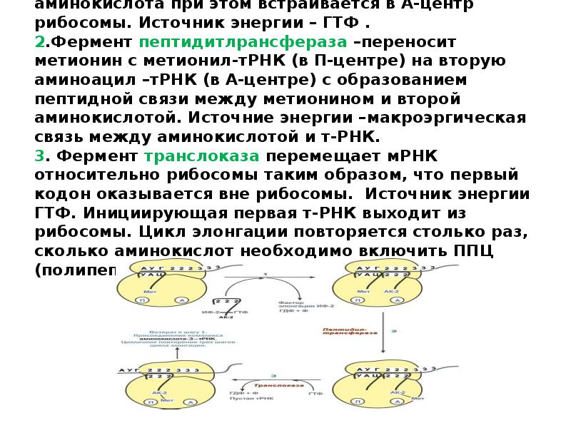 Нуклеиновые кислоты рибосом